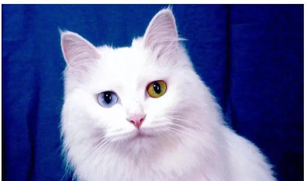 世人只知道猫可爱的一面,临清狮猫和布偶猫后代