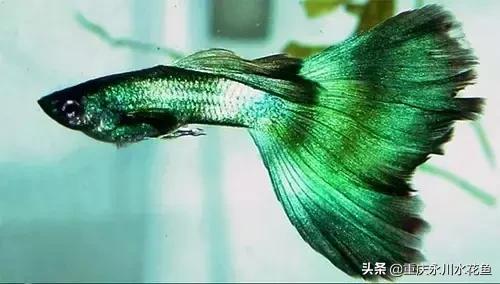 热带观赏鱼孔雀,热带观赏鱼巴西迷你孔雀鱼