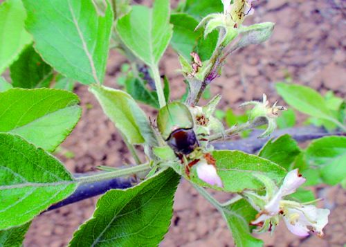 果园金龟子怎么除掉,果园灭金龟子