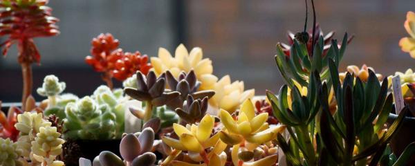 多肉植物养殖大棚,多肉植物养殖商机