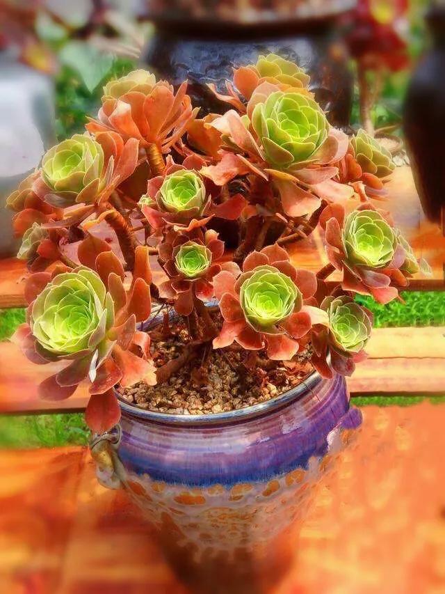 多肉法师韶羞现在能摘心吗,韶羞法师和荷兰玫瑰法师的区别