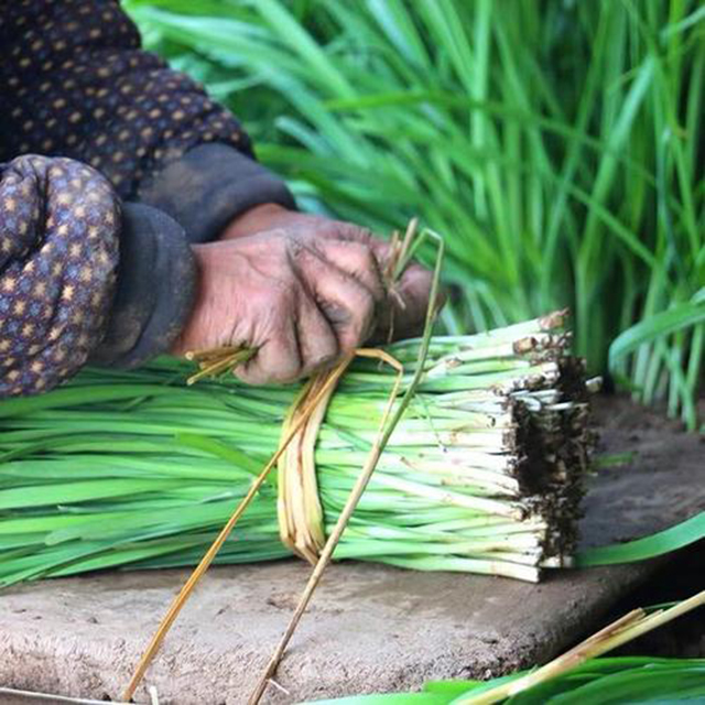被称为壮阳草的韭菜,味道鲜嫩脆爽,是家喻户晓的美味