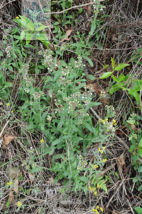 白酒草可以煮水喝吗,白酒草的药效