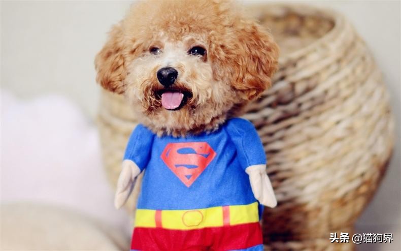 幼犬泰迪3个头上毛不卷正常吗,香槟色泰迪小时候为什么毛不卷