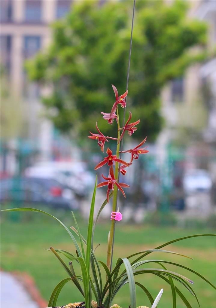蕙兰安徽红素,安徽霍山蕙兰红素