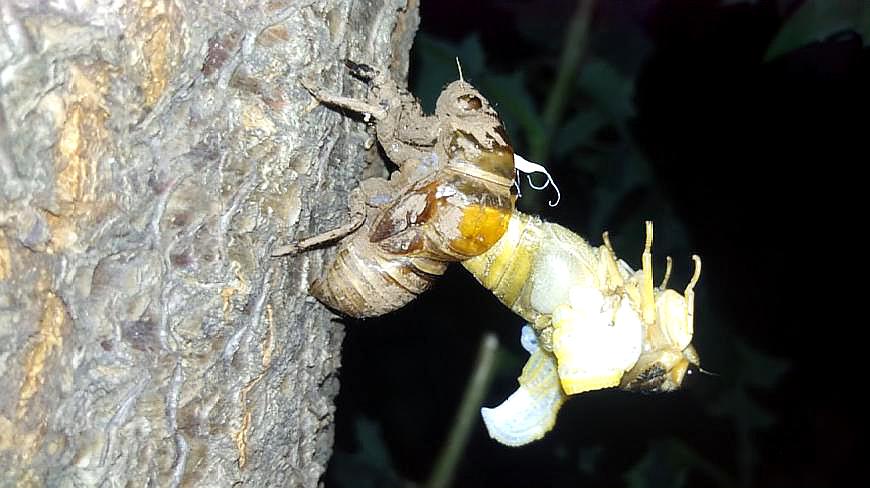 今年知了猴还能吃吗,野生动物保护法知了猴还能吃吗