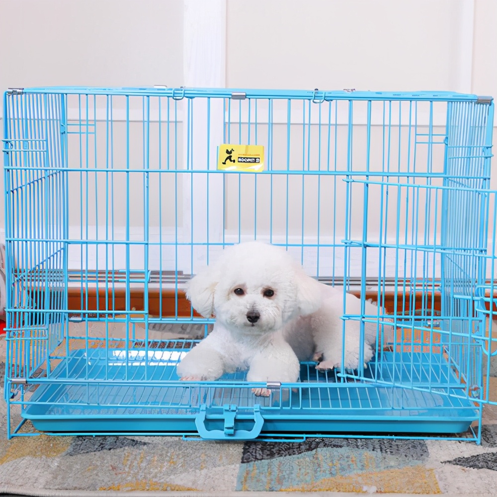 对泰迪的十大禁忌,惩罚泰迪犬5个禁忌绝不能犯