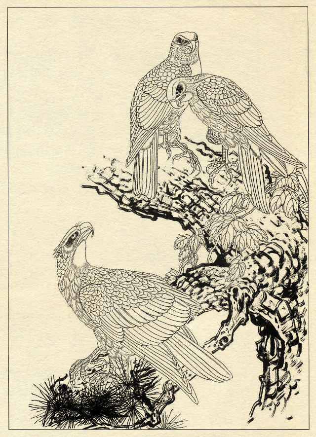 鹰的工笔底稿白描大图,白描鹰的画法图片