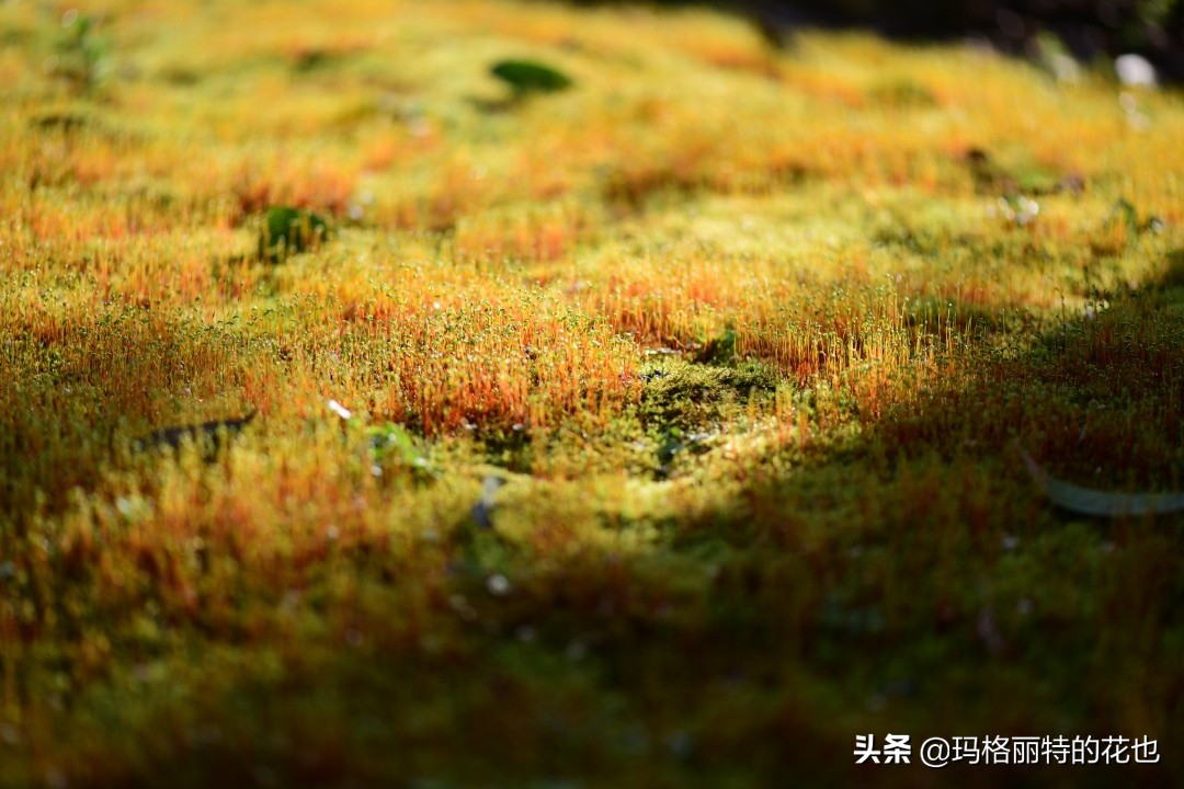 种植苔藓养护方法,苔藓怎么养护才能长得好