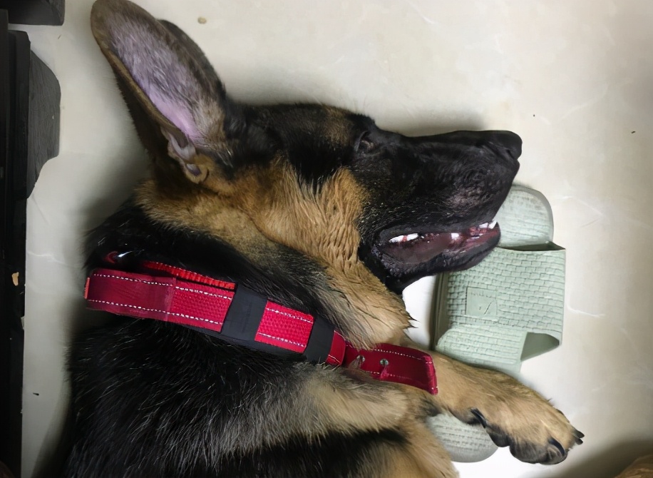 德国牧羊犬好养吗德牧优缺点分析,德国牧羊犬养公的还是母的好