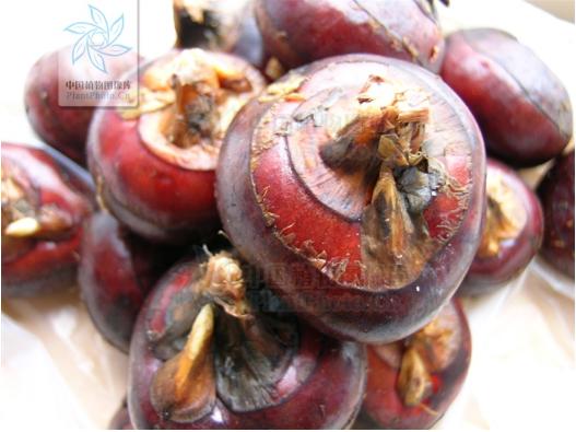 长着叶的模样,干着叶的活,为什么不给它叶的名分