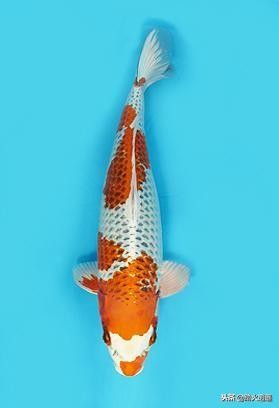 鱼导致突眼最常见的原因,鱼突眼最明显的症状