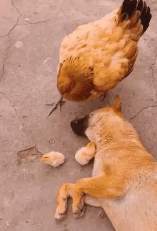 刚租的房子,打扫时发现的前租客留下的东西,要告诉房东吗?