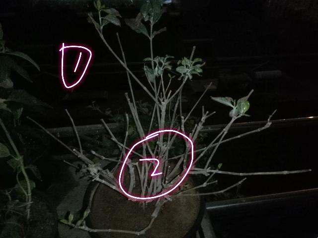 栀子怎么养才能开花,栀子如何养才能开花