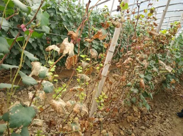 葡萄生理性枯叶怎么处理,葡萄落叶病害治疗