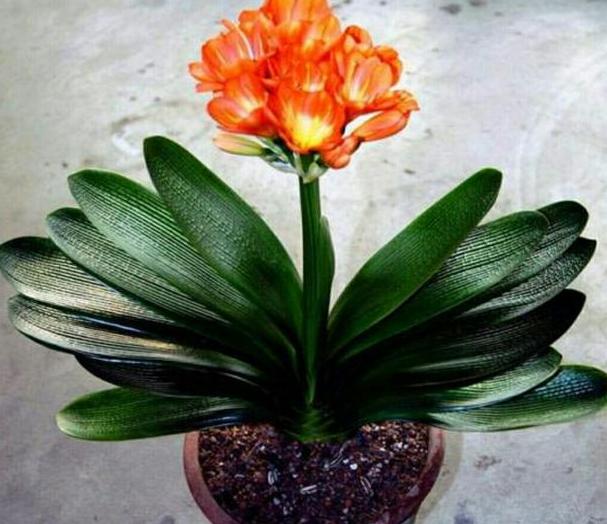 怎样制作适合花草生长的营养土,自制单纯种菜营养土最简单方法