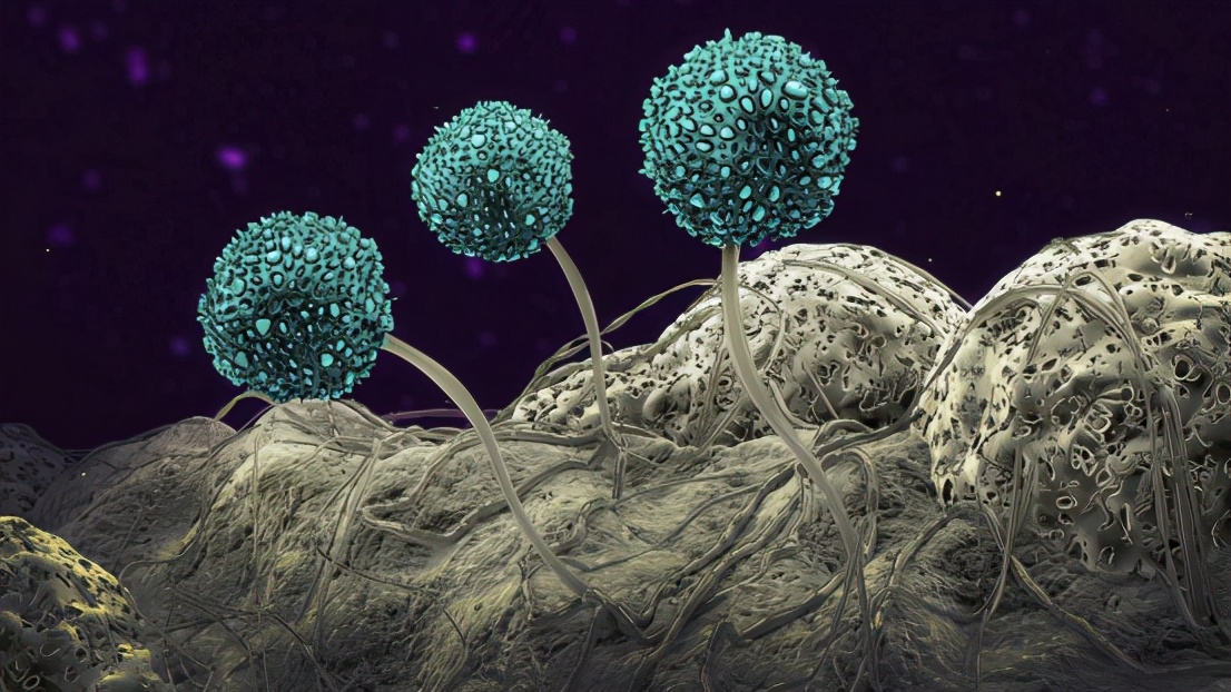 夏季高温潮湿，须防霉菌过敏疾病