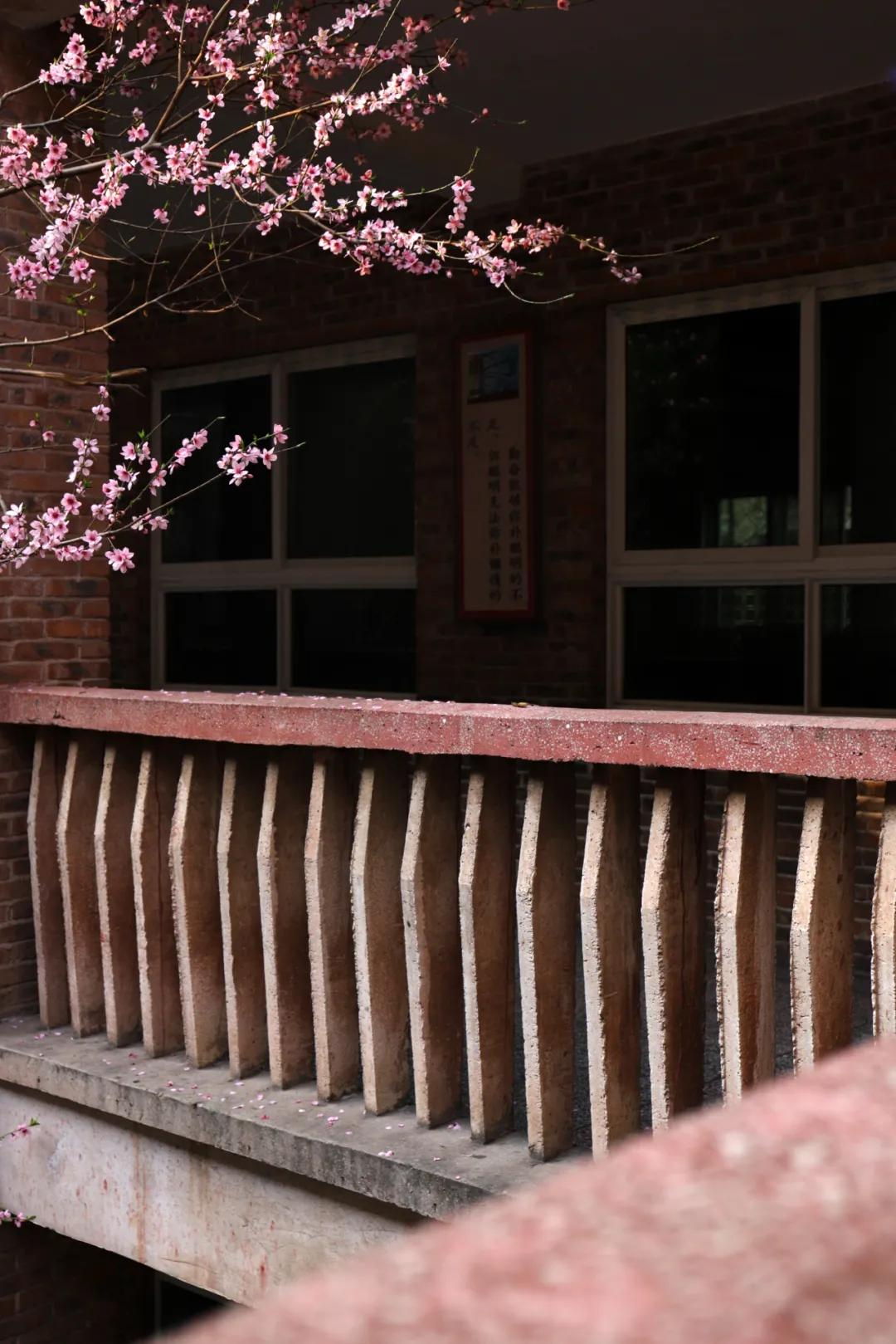 迎接校园里的百花齐放,教室窗外百花齐放