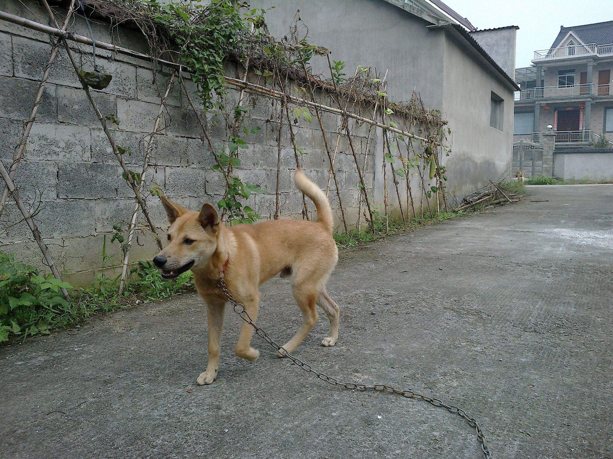 农村土狗为什么不打疫苗,家畜家禽防疫条例废止说明