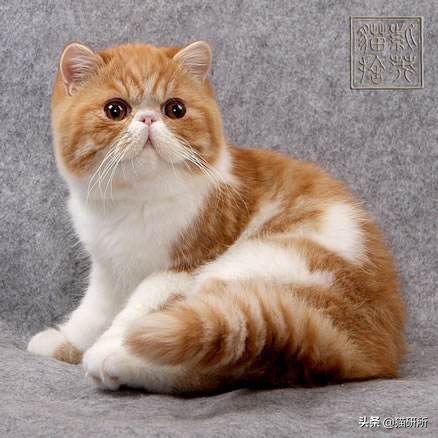 猫割双眼皮怎么治疗,猫咪割双眼皮是什么原因