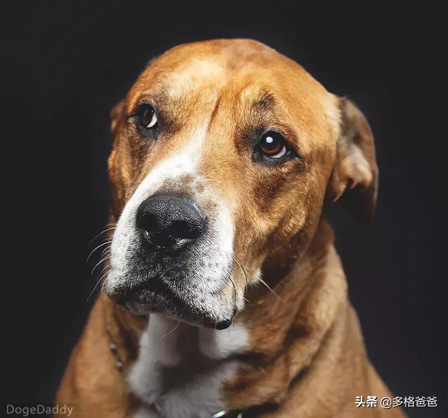 下一个狗年要等几年,下一个狗年还有多少年