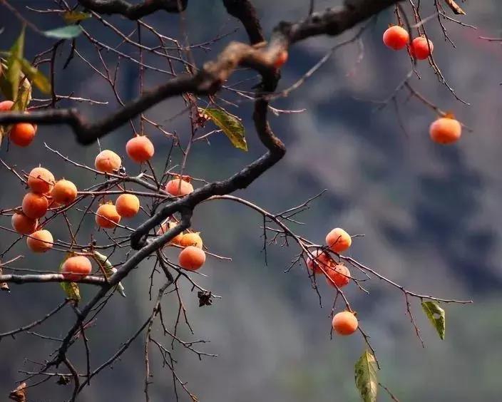柿子熟了美文赏析,柿子熟了美图100张