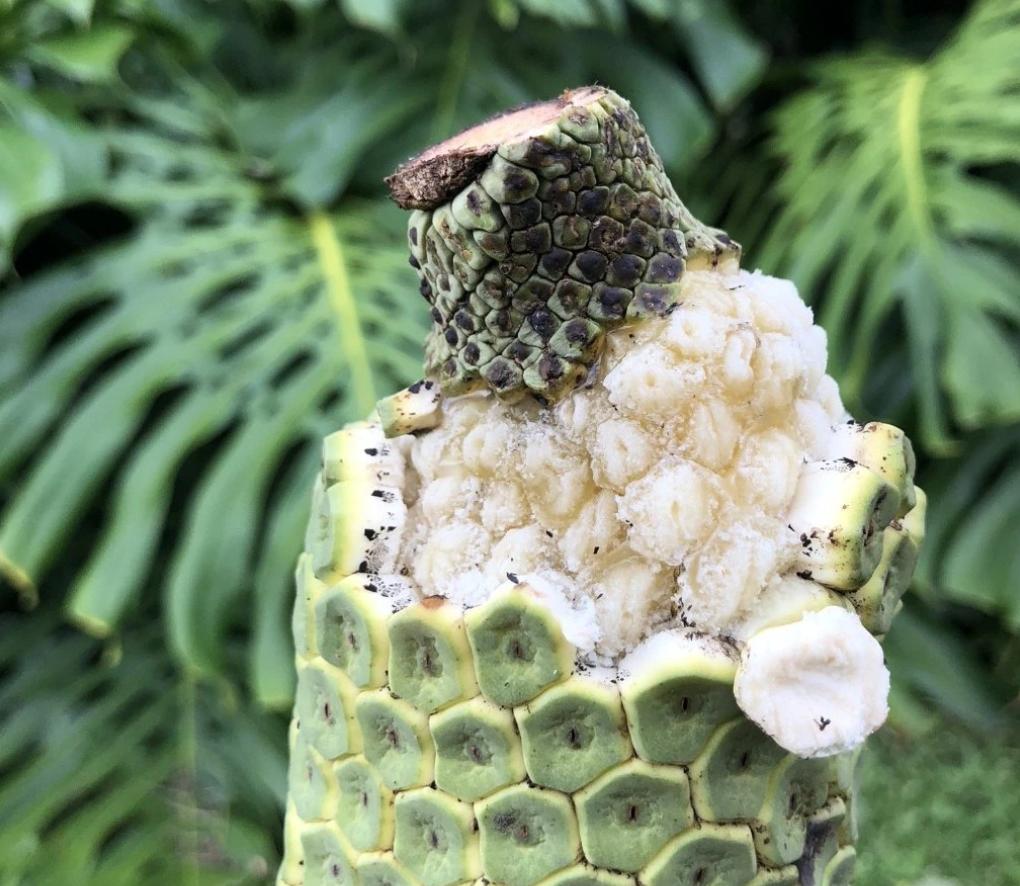 入侵印度的“神赐水果”，似凤梨，又似香蕉，为什么不能多吃？