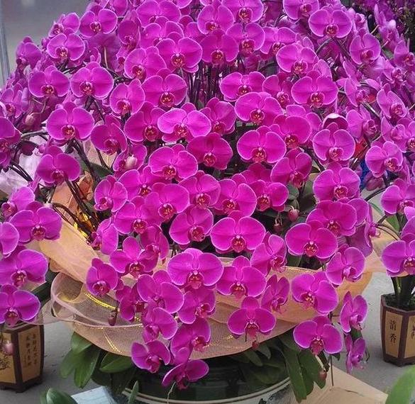 促花用花多多好还是磷酸二氢钾好,磷酸二氢钾正确的促花方法