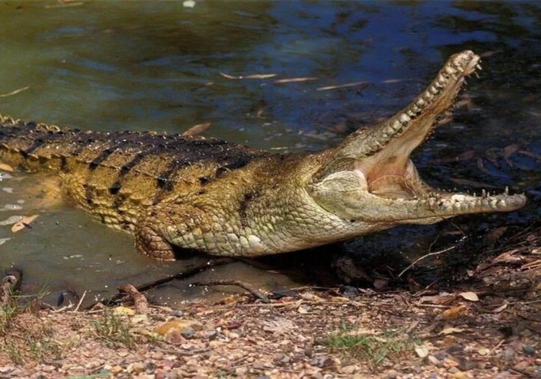 养殖鳄鱼的禁忌有哪些东西,鳄龟处理不干净有毒吗