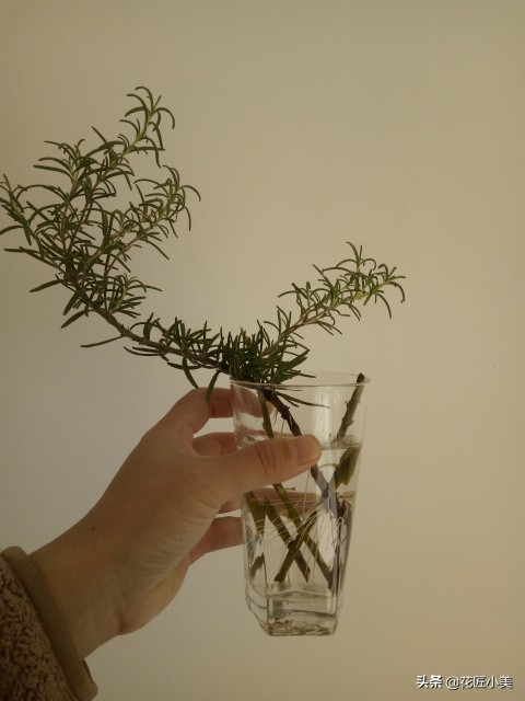 可食用迷迭香盆栽养殖,迷迭香盆栽好养活