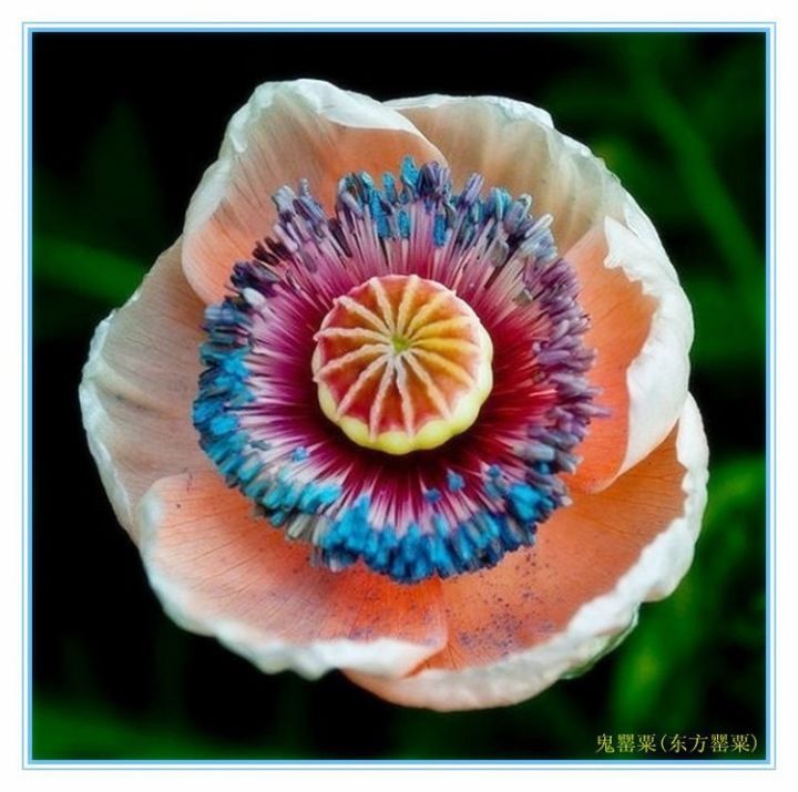 “上帝的指纹”及一些奇怪的花,世界真有趣