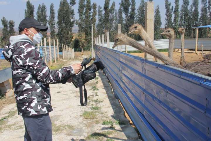 禁养犬种何去何从,禁养才是正道吗