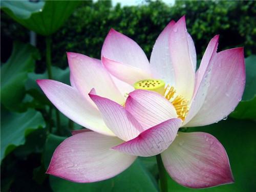 荷花寓意好运,荷花的寓意和预兆