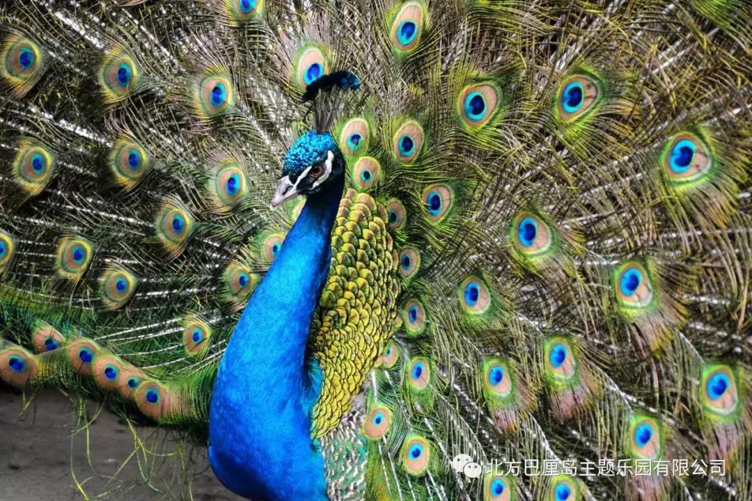 童趣巴厘岛,暑期亲子巴厘岛