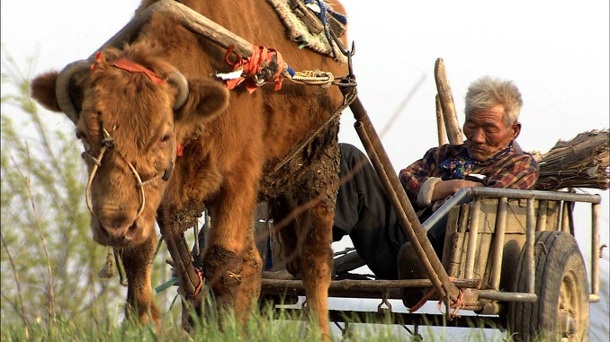 老黄牛被卖狗狗含泪送别,老黄牛被卖狗狗哭了