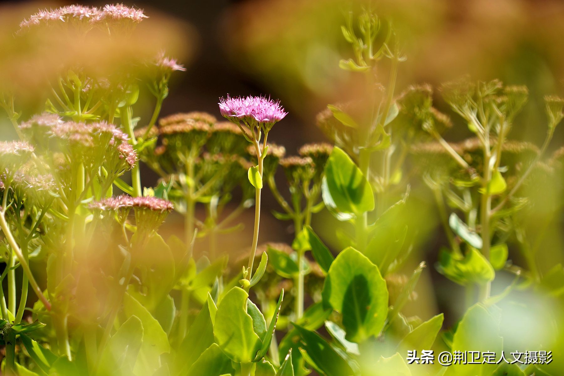 7旬大叔家发现50年生的“神草”,大如磨盘,谁要免费送