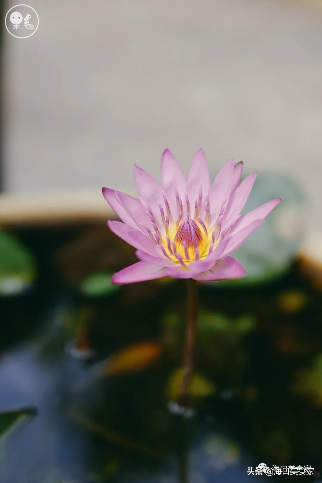 海南万宁兴隆美食攻略,海南万宁兴隆镇有什么特色小吃