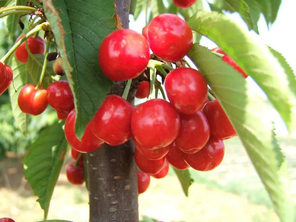 樱桃缺钙是什么情况,大樱桃补钙过多会怎么样