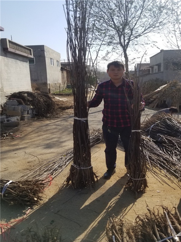 柱状梨树苗品种详细介绍,柱状梨苗好品种价格