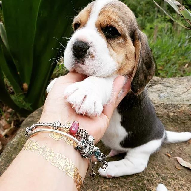 超级可爱呆萌的小奶狗,全种类小奶狗超萌合集