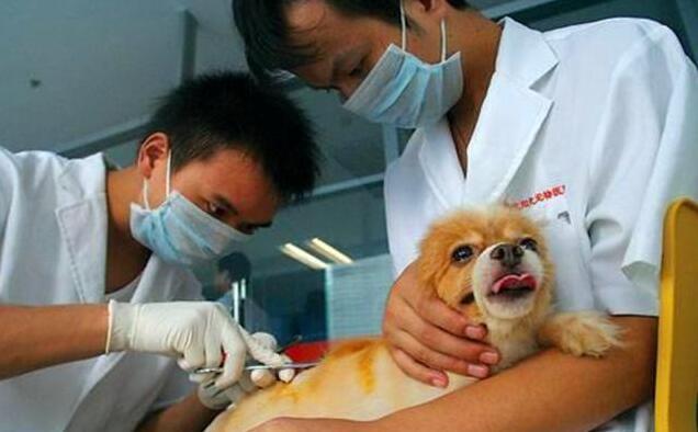 狗狗喜欢舔爪子是什么原因,狗狗一直舔爪子不敢走路