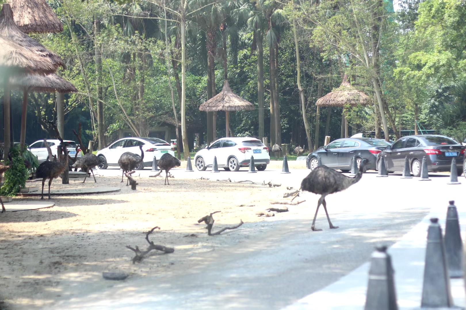 游玩广州长隆动物世界攻略,长隆动物王国旅游攻略