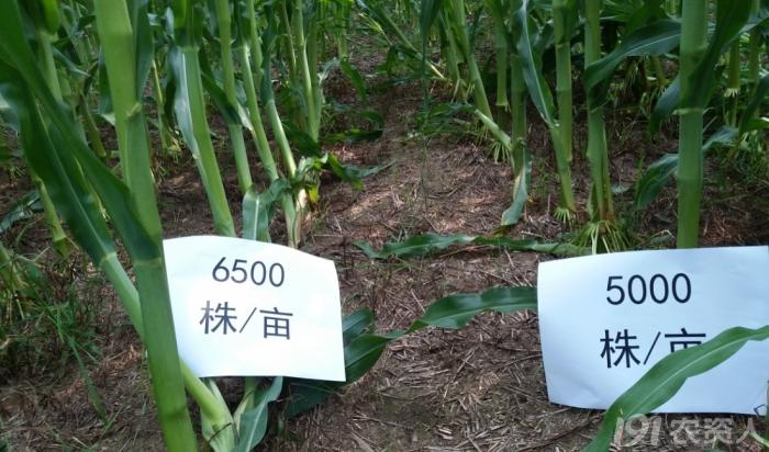 河南适合种植高产玉米,玉米高产高效种植技术