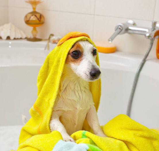 如何让狗狗安静下来洗澡,怎么让狗狗安心洗澡