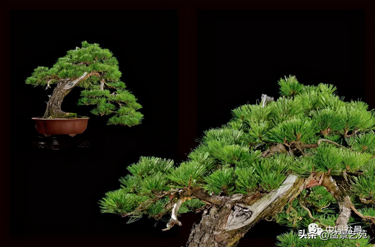 西泠印社砚台最高价拍卖记录,杭州西泠拍卖盆景