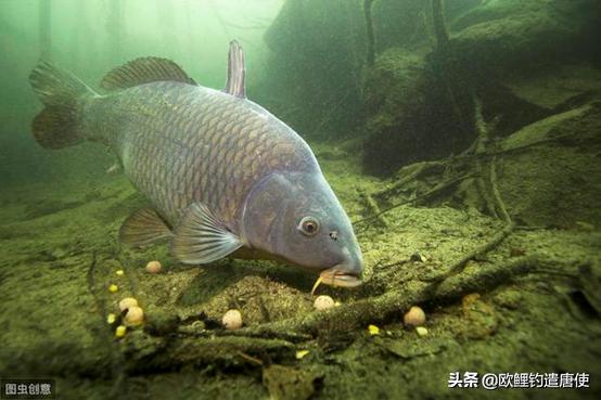 双钩真的比单钩好吗,单钩双钩技巧