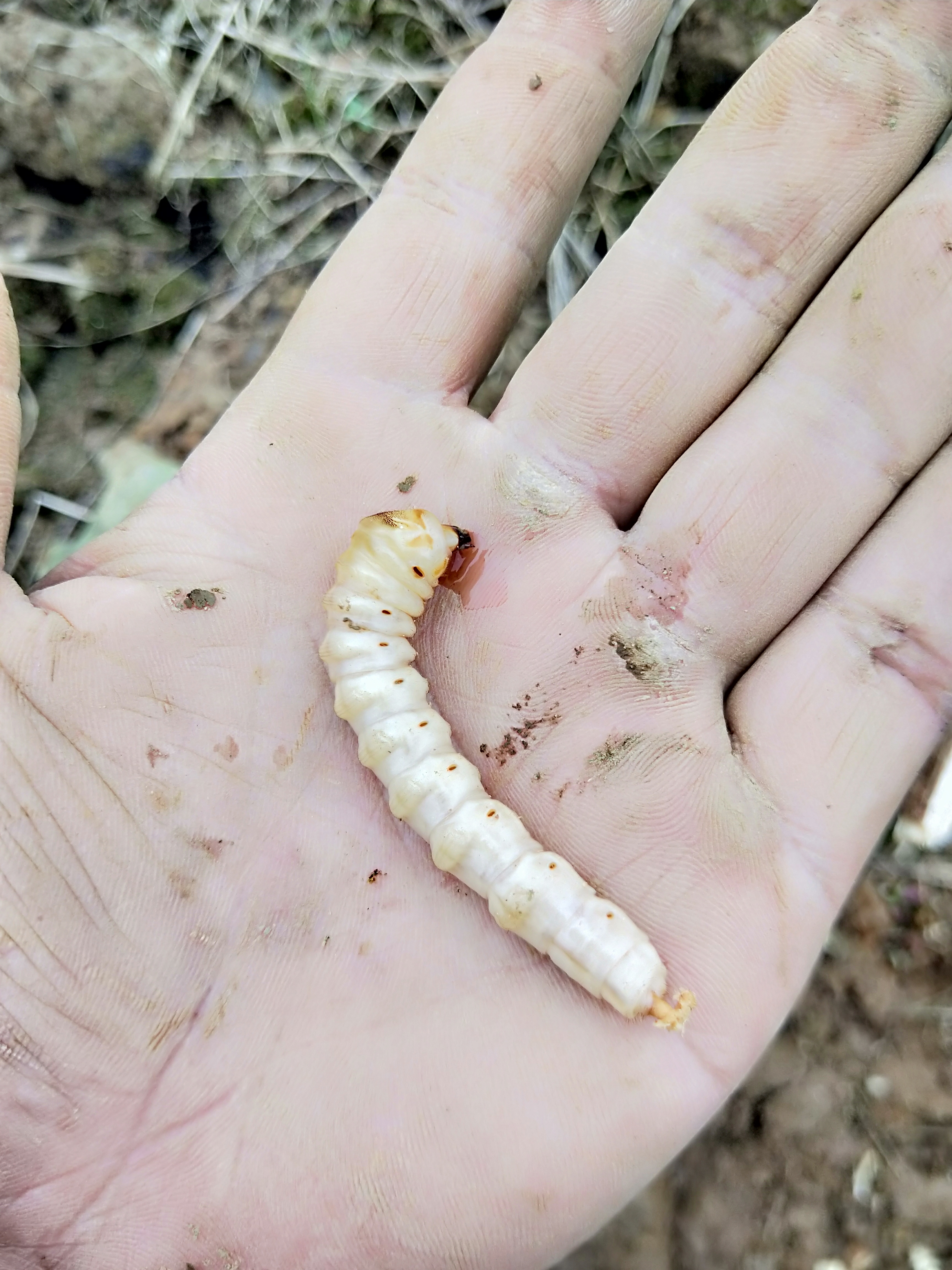 天牛幼虫在无花果树里面活多久,无花果上的天牛是几月份会有的