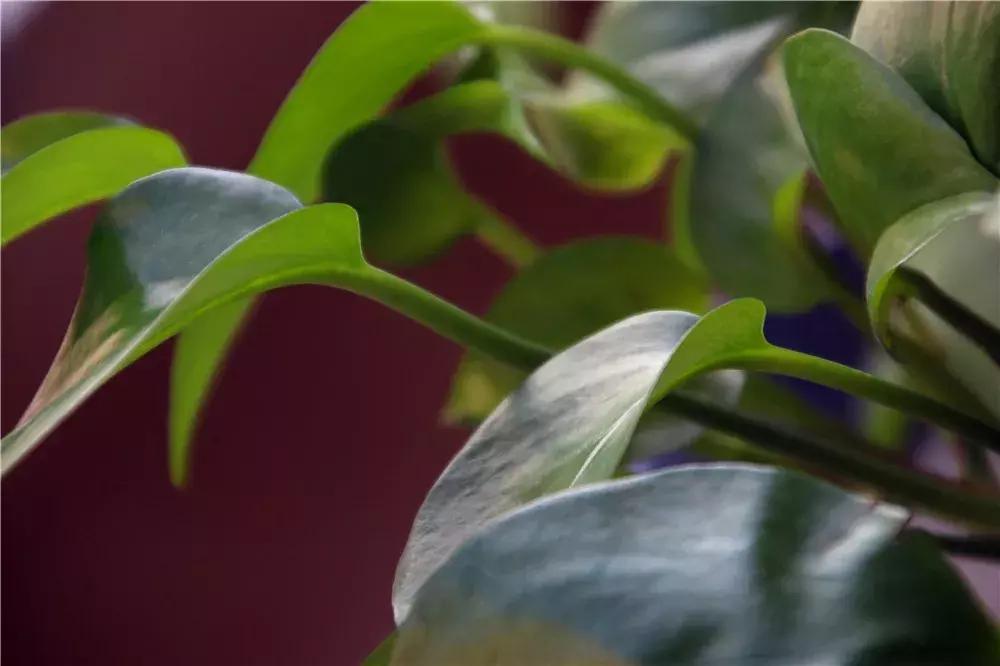 绿萝怎么养好爬满100个墙壁,绿萝怎么分盆养才能爆盆和爬满墙