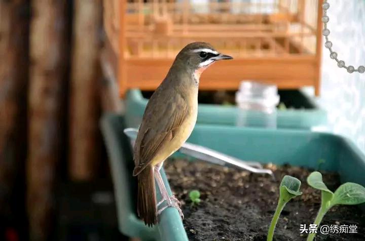 靛颏多久服笼,靛颏不服笼怎么办