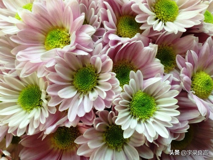 最新早安励志语录句句激励人心,励志阳光正能量文案早安